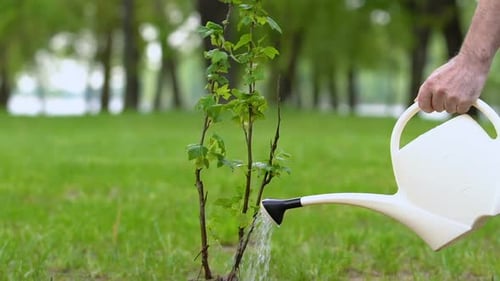 Aged Man Hand Watering Bush Sapling With Can in Park, Environment Protection
