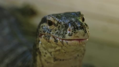 Portrait en gros plan d'un lézard moniteur avec le scintillement de la langue