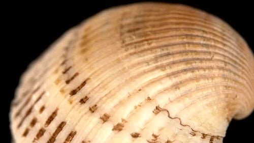 Bunte Muschel isoliert auf Schwarz, Nahaufnahme, Rotation