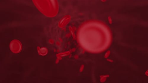 Animated Red Blood Cells Circulating in a Human Vein