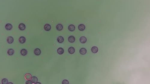Pisciculture Fish Farming in Lake