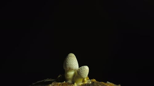 Mushroom Growth Time-Lapse on Black Background