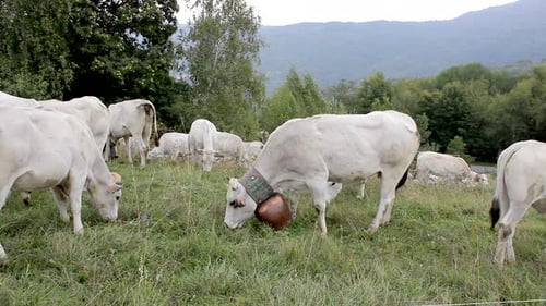 Grazing cows eating the grass. Herd of cows farming in the ranch. Farm in the rural meadow field, ag