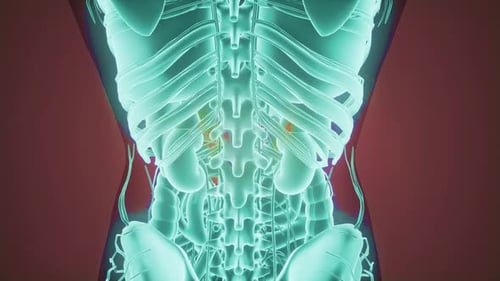 Futuristic 3D Human Anatomy Scan with Glowing Skeleton and Nerves
