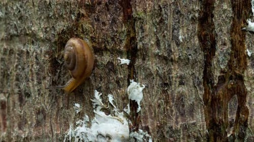 Garden Snail Crawling, Macro