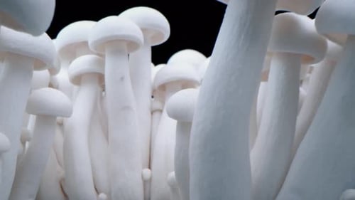 Close Up of Fresh White Mushrooms Growing