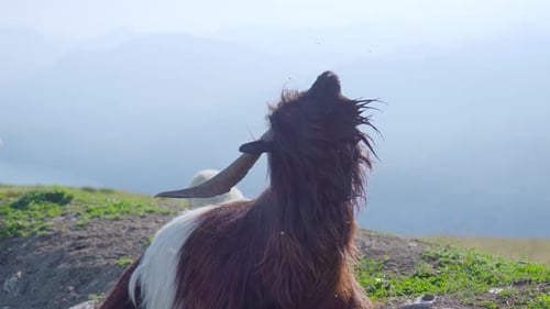 Majestic Goat Resting on Grassy Hillside