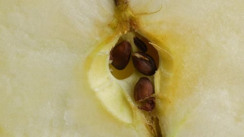 cut half an Apple close up