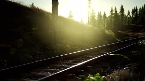 Sunlit Railway Tracks Through Forest Landscape