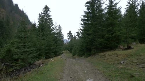 Forest Path in The Mountains