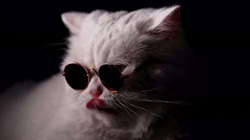 White Cat Wearing Sunglasses in Dark Environment