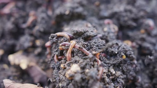 Close up of red worms inside fertile organic garden soil