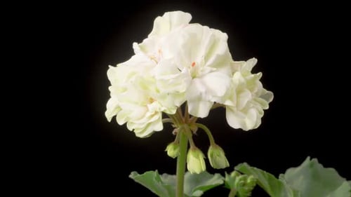 White Flower Blooming Time Lapse