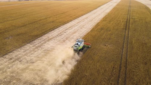Aerial View of Combine Harvester Working During Harvesting Season on Large Ripe Wheat Field