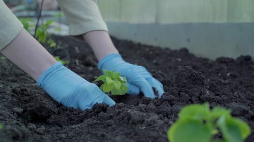 Female hands in protective gloves plant a vegetable seedlings in the soil.