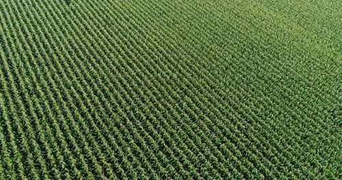 Agriculture Aerial Shot of Corn Field