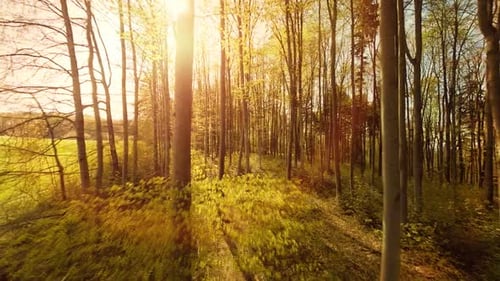 Farbenfroher Hintergrund für Natur, Umwelt, Ökologie im Freien, Herbstsaison