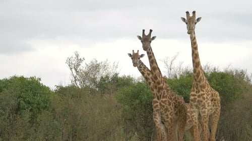 Giraffe Family in African Wilderness