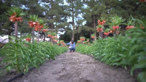 Flower Garden