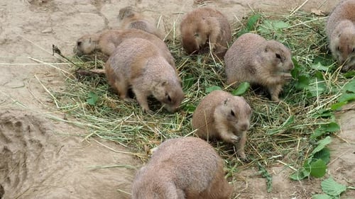 Prairie Dogs Eating Vegetation in their Habitat