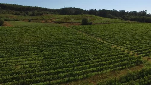 Luftaufnahme von Weinbergfeldern in Portugal, die Reihen von Trauben wachsen