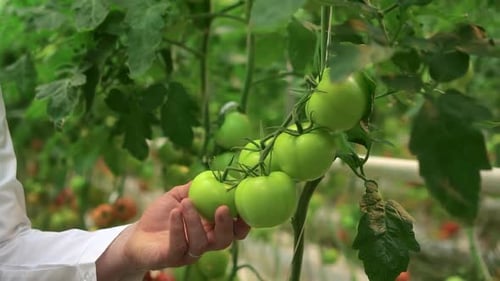 Person Observing Unripe Tomatoes on a Vine