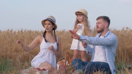 Family Picnic in Golden Wheat Field with Milk