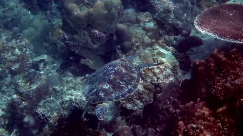 Hawksbill Sea Turtle Slowly Swimming in Blue Water Through Sunlight Try to Find Food on Coral Reef