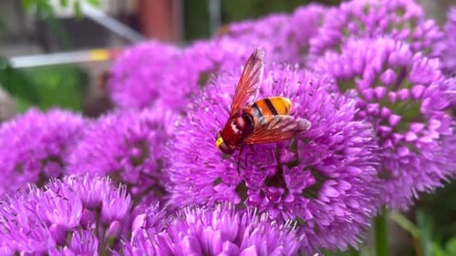 Makroaufnahme einer wilden Honigbiene, die im Sommer Pollen von lila Blüten sammelt