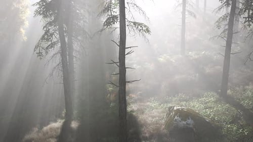Forêt lumineuse tôt le matin dans les montagnes