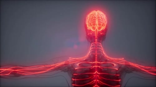 Glowing Human Brain and Nervous System Digital Animation