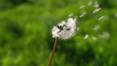 Löwenzahn wird am sonnigen Frühlingstag in Zeitlupe geblasen