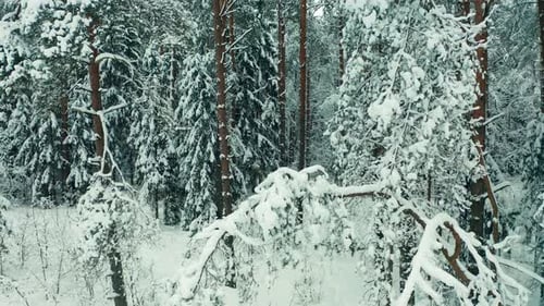 Mouvement de caméra de forêt hivernale entre des arbres enneigés.