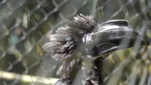 Close up hornbill look around in the cage.