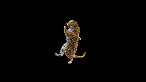 Leopard Dancing 4K