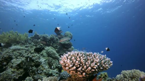 Underwater Reef Coral Scene