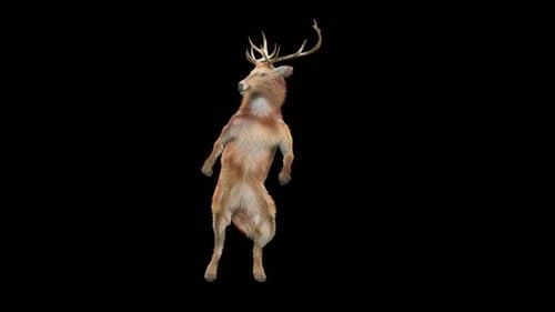 Dancing Deer 3D Animation with Alpha Channel