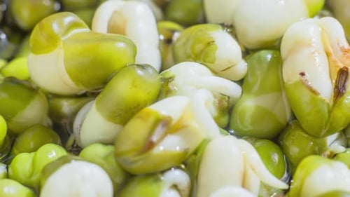 Macro View of Sprouting Mung Beans