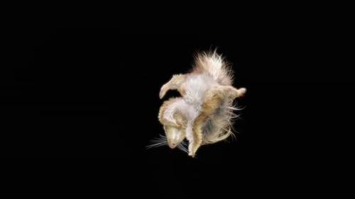 Chipmunk: Tanzen HD