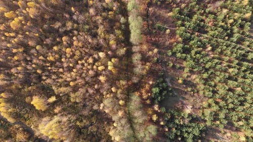 Frühherbstlicher Wald