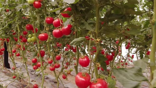 Rows of Red Tomatoes Growing in Greenhouse