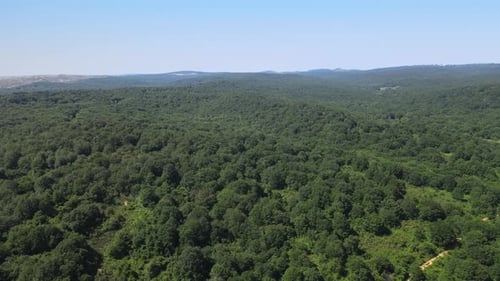 landscape nature forest