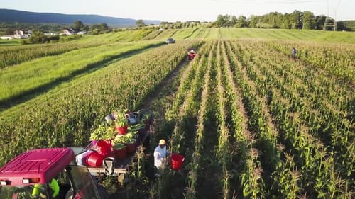 Aerial of tractor and corn wagon in corn field with workers on a summer morning.
