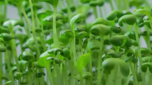 Close-up Microgreens Plants Growing in Timelapse on Grey Background, Sprouts Germination Newborn