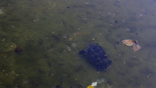 Turtle Swimming Slowly in Murky Pond Water