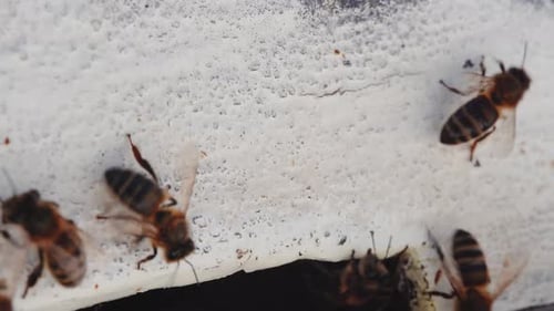 Honigbienen kriechen auf Wabe