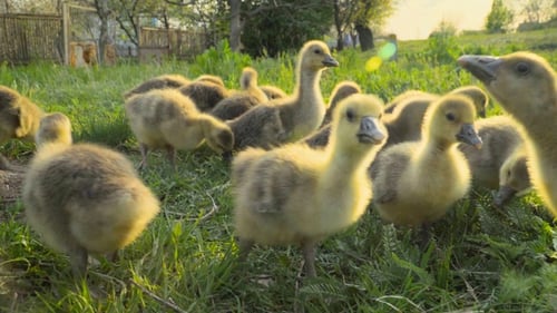 Kleine Gänschen fressen Gras auf einer traditionellen Geflügelfarm aus Freilandhaltung