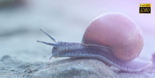 Snail Slowly Crawling in Close Up View