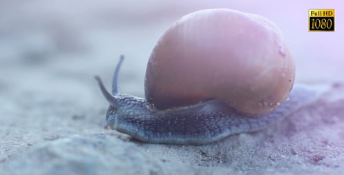 Close-up of Snail Moving Slowly