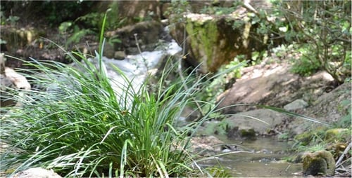 Stream 9